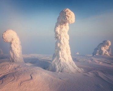 Frozen Trees of the Arctic