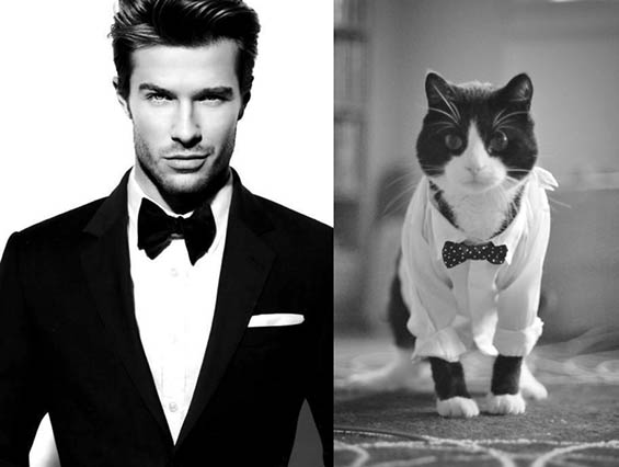 Handsome Guys And Cute Kittens