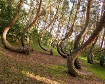 Crooked forest in Poland