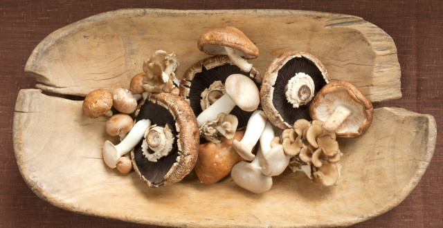 The healing mushrooms against the cancer